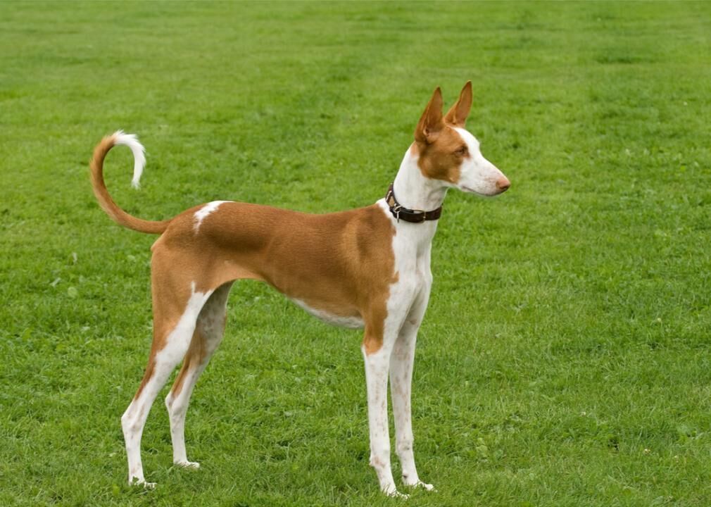 #3. Ibizan hound